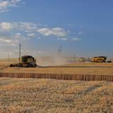 Ukrainian farmers combine wheat.